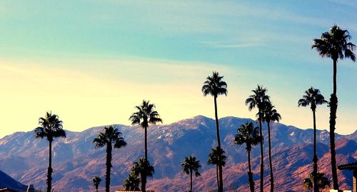 Low angle view of palm tree against sky with mountains in background.