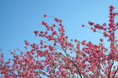 Low angle view of cherry blossoms against blue sky