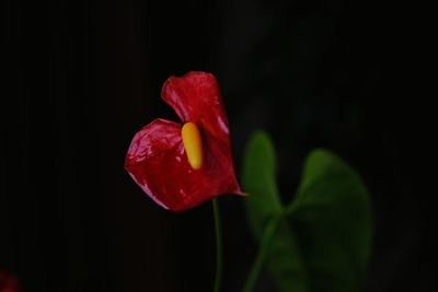 Close-up of red rose flower against black background