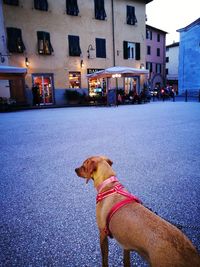 Dog on street against buildings in city