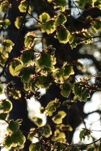 Close-up of plant growing on tree during sunny day