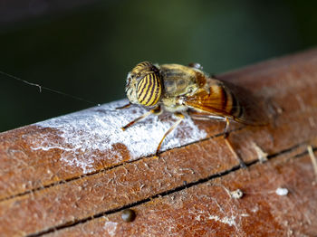 Close-up of insect on wood