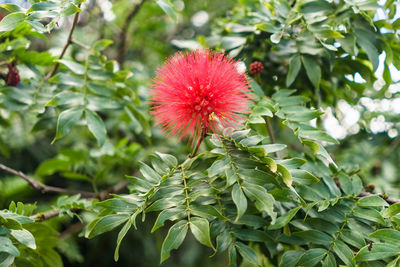 Close-up of red flowering plant