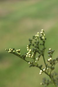 Close-up of flowering plant