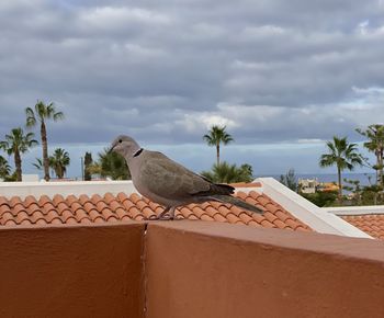 Bird perching on retaining wall against sky