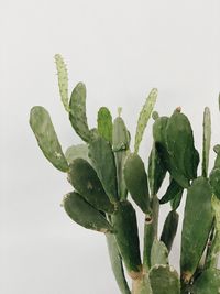 Close-up of succulent plant against white background