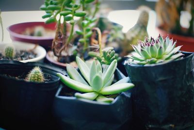 Close-up of succulent plant
