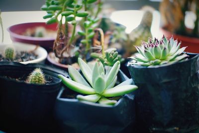 Close-up of succulent plant