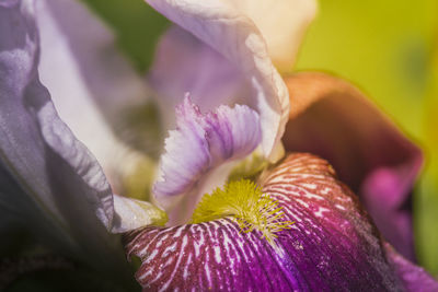 Close-up of iris blooming outdoors