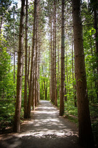 Footpath amidst trees in forest