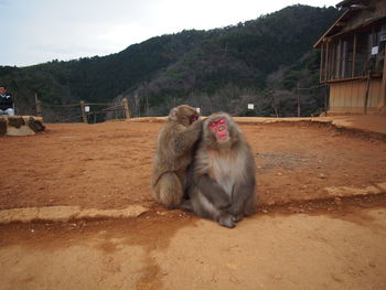 Monkey sitting on tree against sky