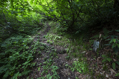 View of trees in forest