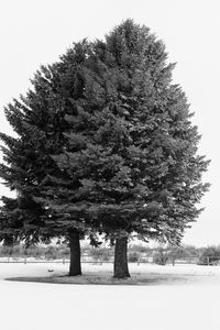 Trees on snow covered field against clear sky