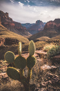 Cactus growing on mountain against sky