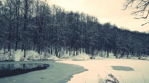 Trees on snow covered landscape