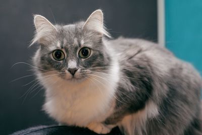 Close-up portrait of cat