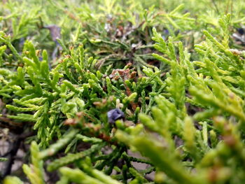 Full frame shot of plants