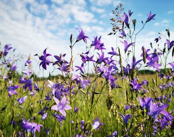 Close-up of purple flowering plants on field against sky