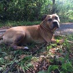 Portrait of dog relaxing on grass