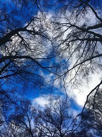 Low angle view of bare trees against blue sky