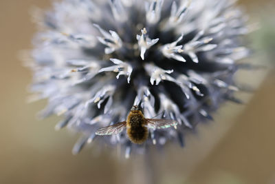 Close-up of insect on flower