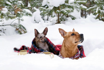 Two dogs on red checkered plaid on a snow on a background winter coniferous forest. 