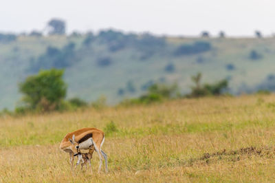 Close-up of deer on field against sky