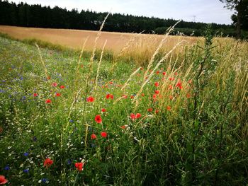 Poppies growing on field against sky