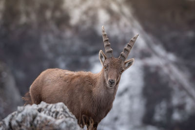 Deer standing on land