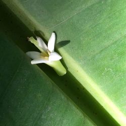 High angle view of flower blooming outdoors