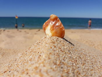 Close-up of shell on beach against sky