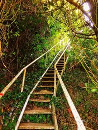 Staircase in forest