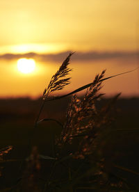 Close-up of stalks in field against orange sky