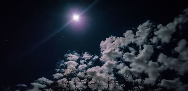 Low angle view of plants against sky at night