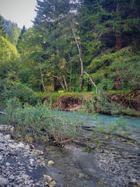 Scenic view of river flowing in forest