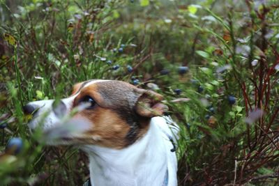 Close-up of dog on field