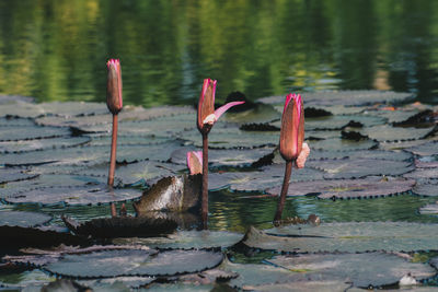 View of birds by lake