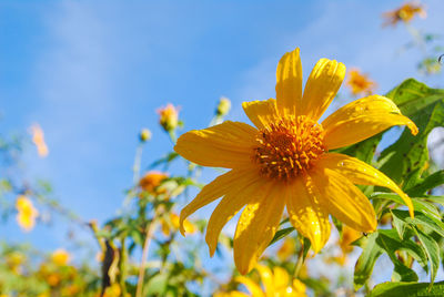 Low angle view of wet yellow flower blooming against sky on sunny day