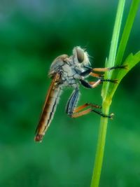 Close-up of spider