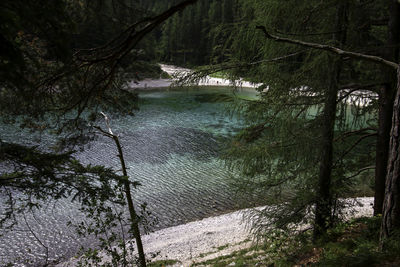 Scenic view of river in forest