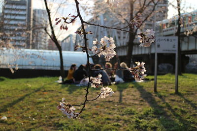 Close-up of cherry blossom tree