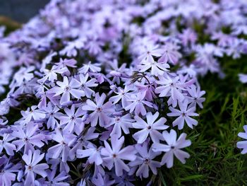 High angle view of purple flowers blooming outdoors