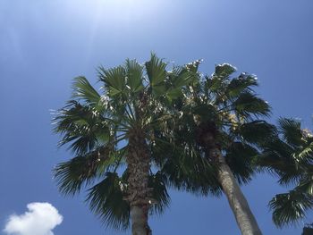 Low angle view of palm tree against blue sky