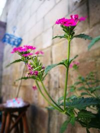 Close-up of flowers blooming outdoors