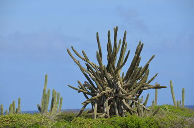 Cactus growing on field against sky