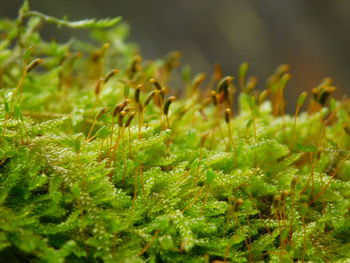 Close-up of plant growing outdoors