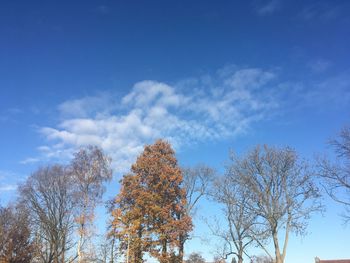 Low angle view of trees against blue sky