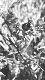 Close-up of leaves