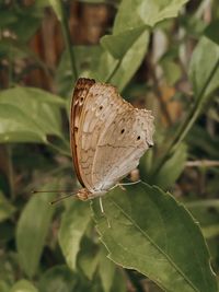 Close-up of butterfly on leaf