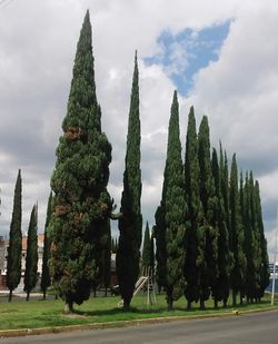 Trees against sky